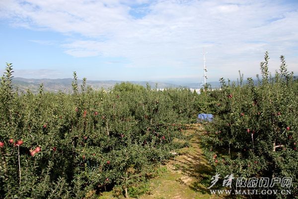 ��ţ�O��ʾ���@